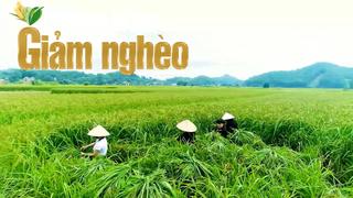 Giảm nghèo bền vững từ đổi thay trong tư duy làm nông: Điểm sáng ở Hợp Thành, Thái Nguyên