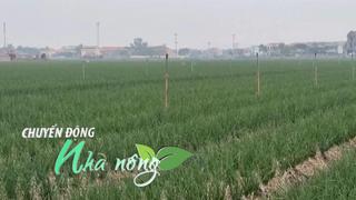 Chuyển động Nhà nông 17/12: Ứng dụng công nghệ giúp nông dân Hải Phòng nâng cao giá trị cây hành, tỏi