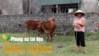 Gieo sinh kế, chìa khóa giảm nghèo bền vững: Trao bò giống cho bà con nông dân ở Hà Tĩnh