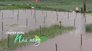 Chuyển động Nhà nông 22/7: Nghệ An: Mưa lớn do bão Wipha, hàng trăm hecta rau màu chìm trong nước