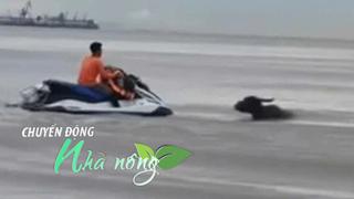 Chuyển động Nhà nông 24/7: Đàn trâu của người vùng cao trôi theo lũ ra biển được ngư dân cứu