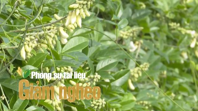 “Vàng xanh núi Dành”: Hành trình hồi sinh cây sâm và thoát nghèo ở Bắc Ninh loading=