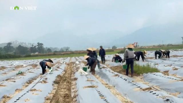 Liên kết trồng dưa chuột leo phủ bạt ở một xã Hà Tĩnh, nông dân yên tâm đầu ra mà giá bán lại cao loading=