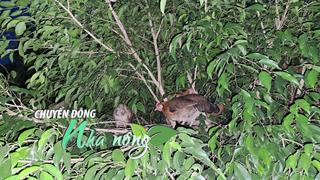 Chuyển động Nhà nông 11/10: Vùng gò cao Tây Ninh ngập chưa từng thấy, khách “săn” gà rừng từ nông dân Hải Phòng