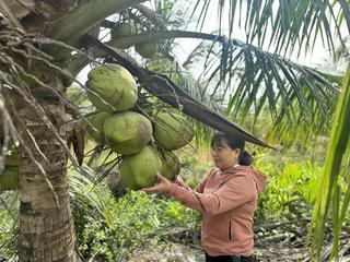 Trồng dừa sáp bằng cách nhân giống hiện đại - mô hình kinh tế mới kiếm bộn tiền