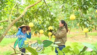 Chuyển động Nhà nông 20/9: Bưởi Phúc Trạch đắt khách, chợ Hương Phố nhộn nhịp ngay từ sáng sớm