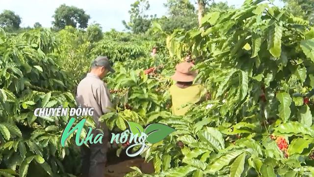 Chuyển động Nhà nông 19/12: Trồng hoa trên cát tại Đà Nẵng, xuất khẩu tôm hùm chững lại loading=
