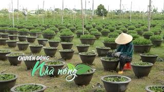 Chuyển động Nhà nông 18/10: Nông dân Đà Nẵng “chạy đua” vụ hoa Tết 2026, giá dứa Đồng Tháp Mười ổn định cao