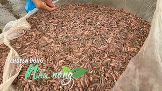 Chuyển động Nhà nông 17/11: Nông dân thu tiền tỷ nhờ rươi