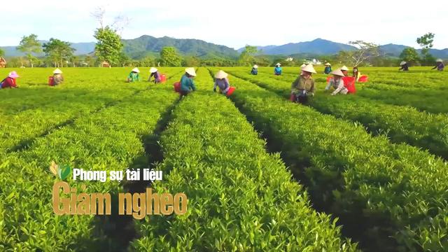 Giảm nghèo từ nông nghiệp xanh: Câu chuyện từ đồi chè Sơn Tây, Hà Tĩnh