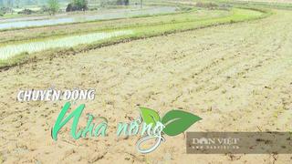 Chuyển động Nhà nông 6/5: Hạn hán nghiêm trọng, hàng trăm héc-ta ngô ở Bắc Kạn nguy cơ mất trắng