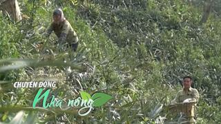 Chuyển động Nhà nông 25/12: Lào Cai chuyển đổi 1.800ha đất kém hiệu quả, nông dân tăng thu nhập gấp đôi