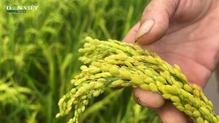 Phát hiện giống lúa có khả năng tăng 20% năng suất