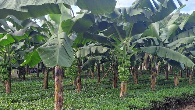 Cây chuối tiêu hồng – “chìa khóa” mở hướng làm giàu cho nông dân xã Văn Hán, tỉnh Thái Nguyên loading=