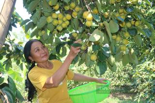 Bảo tồn những cây hồng cổ không hạt trăm tuổi ở vùng quê Lào Cai