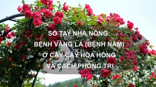 Sổ tay Nhà nông: Bệnh vàng lá (bệnh nấm) ở cây hoa hồng và cách phòng trị