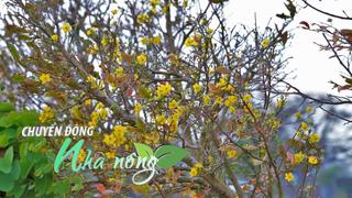 Chuyển động Nhà nông 6/12: "Hoa cười – người khóc" tại "thủ phủ" mai vàng miền Trung