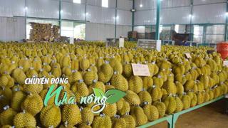Chuyển động Nhà nông 17/8: Đắk Lắk ngăn chặn ép giá sầu riêng, siết chặt quản lý xuất khẩu tới Trung Quốc