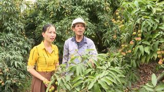Quảng Ninh: Vải chín sớm Phương Nam bắt đầu chín đỏ, nông dân phấn khởi chờ ngày hái lộc