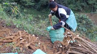 Sắn giảm giá mạnh, nông dân Lai Châu thất thu