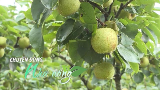 Chuyển động Nhà nông 20/8: Mùa lê xanh Cao Bằng - Quả to, giòn ngọt, chuẩn VietGAP nâng tầm thương hiệu loading=