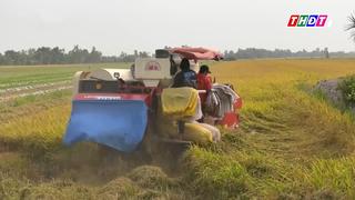 Lợi nhuận "teo tóp", nông dân Đồng Tháp tìm lối thoát khi giá vật tư tăng vọt