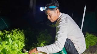 Nhịp sống lạ ở Hóa Châu, TP Huế, nông dân thu hoạch rau từ khuya đến sáng