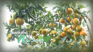 Chuyển động Nhà nông 27/11: Bắc Ninh sẵn sàng cho Lễ hội trái cây lần thứ nhất