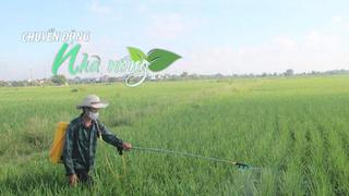 Chuyển động Nhà nông 12/8: Mùa cá cơm Lâm Đồng, âu đục thân, cuốn lá nhỏ bùng phát ở Hưng Yên
