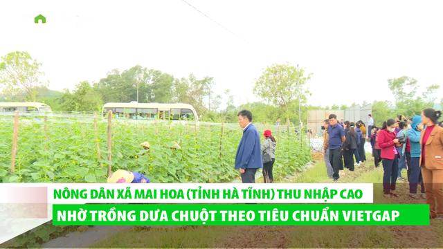 Nông dân Hà Tĩnh thu nhập cao từ trồng dưa chuột theo tiêu chuẩn VietGap loading=