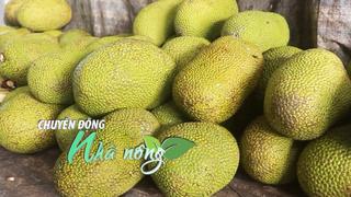 Chuyển động Nhà nông 22/11: Giá mít giảm sâu, nông dân Đồng Tháp đứng ngồi không yên