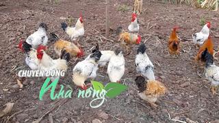 Chuyển động Nhà nông 27/5: Bán hơn 1,2 triệu con gà/năm, một huyện ở Quảng Ninh không còn hộ nghèo 