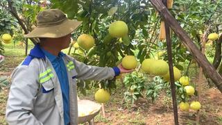 Bí quyết trồng bưởi hữu cơ ở Hà Tĩnh: Dùng rượu tỏi ớt, phân ủ, nói không với hóa chất