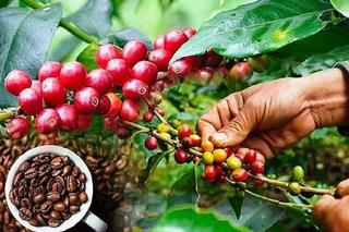 Giá cà phê hôm nay 28/4: Giữ đỉnh 88.000 đồng/kg, thế giới giảm phiên thứ hai liên tiếp