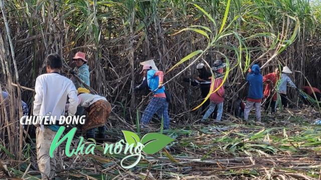 Chuyển động Nhà nông 3/11: Philippines vừa lập kỷ lục mới về lúa gạo, Việt Nam chuyển hướng thị trường loading=