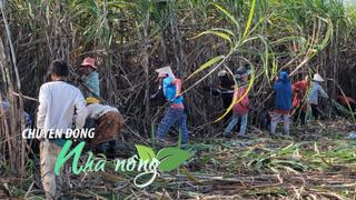 Chuyển động Nhà nông 3/11: Philippines vừa lập kỷ lục mới về lúa gạo, Việt Nam chuyển hướng thị trường