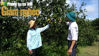 Hải Lăng (Quảng Trị) giảm nghèo bền vững: Khi người dân biết “gieo vàng” trên đất đỏ