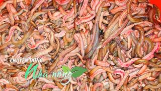 Chuyển động Nhà nông 11/12: Nông dân vớt rươi chỉ trong 1 đêm, "bỏ túi" hàng chục triệu đồng