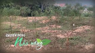 Chuyển động nhà nông 20/11: Người trồng đào Lạng Sơn loay hoay cứu vụ Tết do thời tiết cực đoan