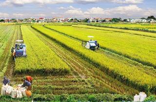 Không lo đầu cơ khi giá đất nông nghiệp tăng lên, Phó Vụ trưởng Vụ Đất đai lo lắng làm sao để không bỏ hoang