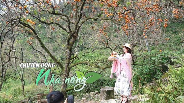 Chuyển động Nhà nông 13/12: Vườn hồng đẹp như tranh hút khách giúp nông dân thu hàng triệu mỗi ngày