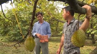 Phú Quốc vào mùa thu hoạch sầu riêng