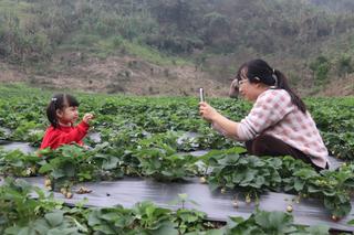 Vườn dâu tây gắn với du lịch trải nghiệm hút khách ngay giữa lòng thành phố Hòa Bình