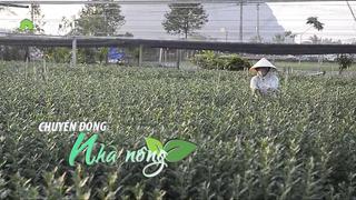 Chuyển động Nhà nông 29/11: Nông dân Thanh Hóa tất bật chăm hoa, quất cho vụ Tết