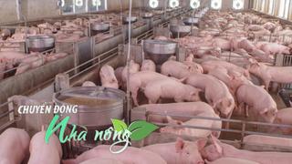 Chuyển động nhà nông 21/11: Giá lợn hơi tiếp tục tăng, người chăn nuôi vẫn thận trọng tái đàn