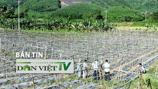 Bản tin Dân Việt TV 7/10: Xác định nguyên nhân ban đầu khiến hàng nghìn con giun chui lên mặt đất tại Tuyên Quang