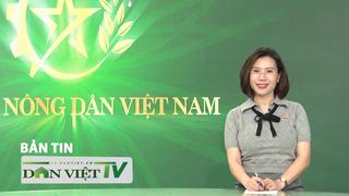 Bản tin Dân Việt TV 11/10: Tôn vinh nông dân xuất sắc và HTX tiêu biểu - trọng tâm Chương trình Tự hào NDVN 2024