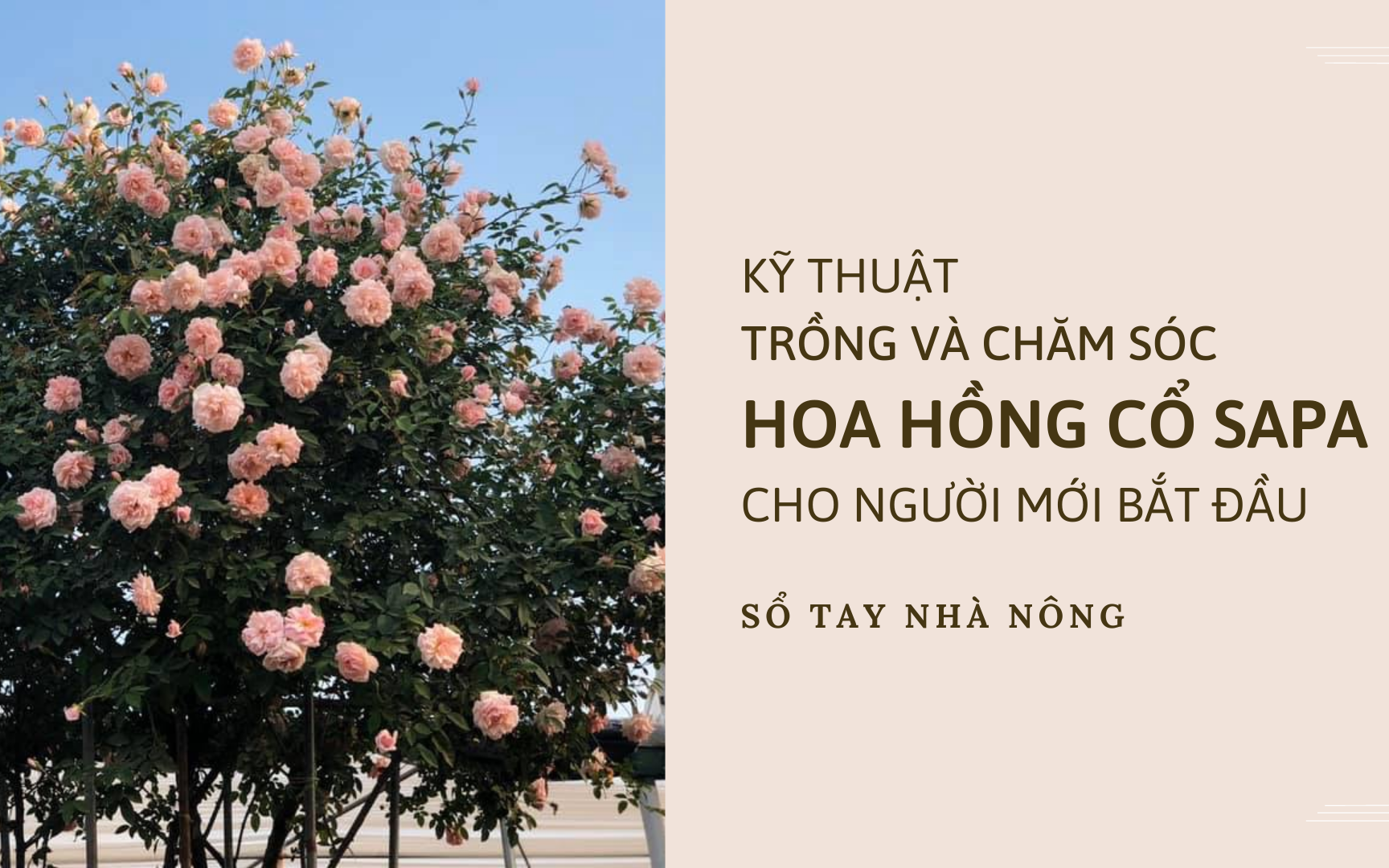 SỔ TAY NHÀ NÔNG: Kỹ thuật trồng và chăm sóc hoa hồng cổ Sapa cho người mới bắt đầu