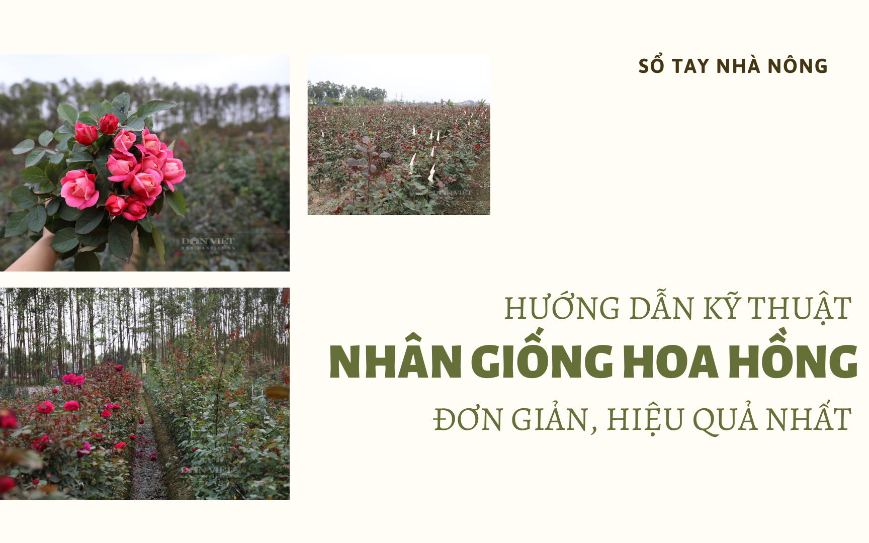 SỔ TAY NHÀ NÔNG: Kỹ thuật nhân giống hoa hồng cổ Sapa đơn giản, hiệu quả