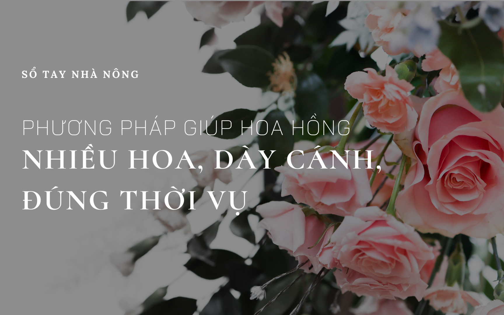 SỔ TAY NHÀ NÔNG: Phương pháp giúp hoa hồng cổ Sapa ra hoa đúng thời vụ